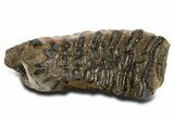 Fossil Southern Mammoth Lower M Molar - Hungary #337189-2